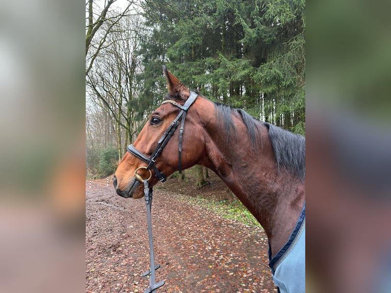 Westfaal Ruin 7 Jaar 173 cm Bruin in Wuppertal