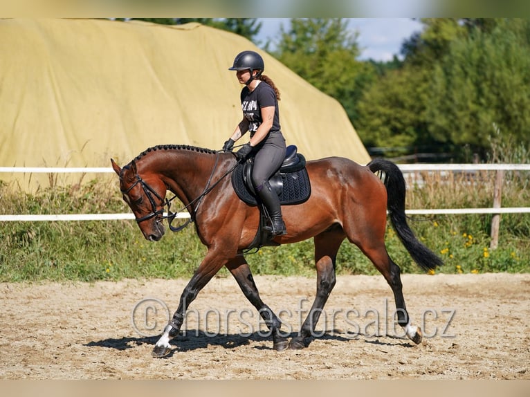 Westfaal Ruin 7 Jaar 173 cm Bruin in Tabor
