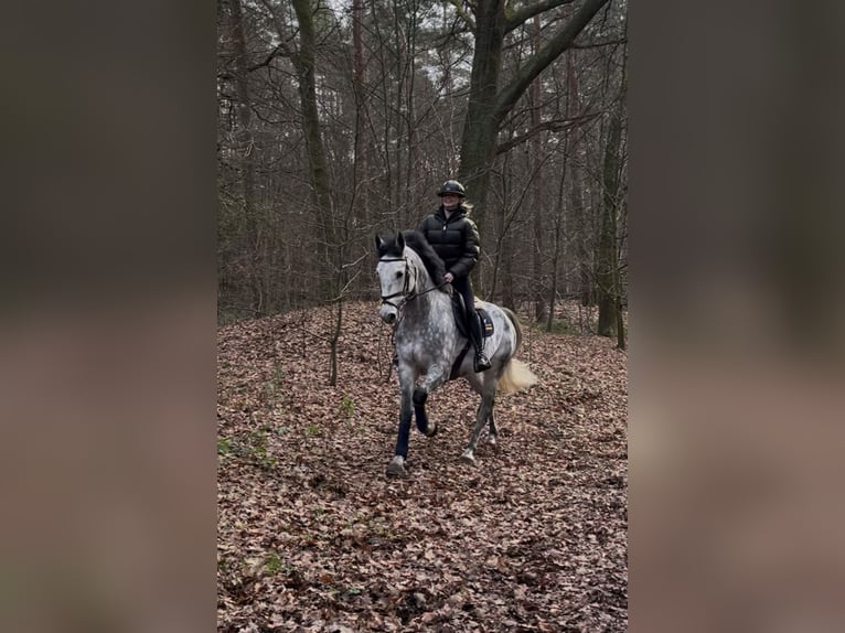 Westfaal Ruin 7 Jaar 175 cm Appelschimmel in Altenberge