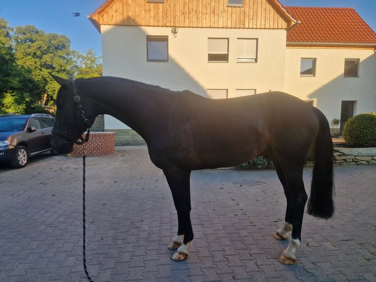 Westfaal Ruin 7 Jaar 175 cm Donkerbruin in Bad Sassendorf