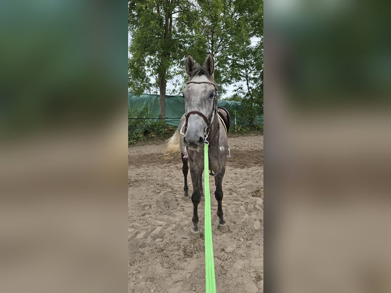 Westfaal Ruin 7 Jaar 178 cm Appelschimmel in Paderborn