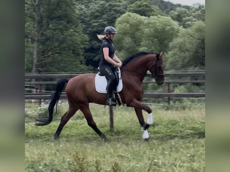 Westfaal Ruin 7 Jaar 183 cm Bruin in Schenklengsfeld