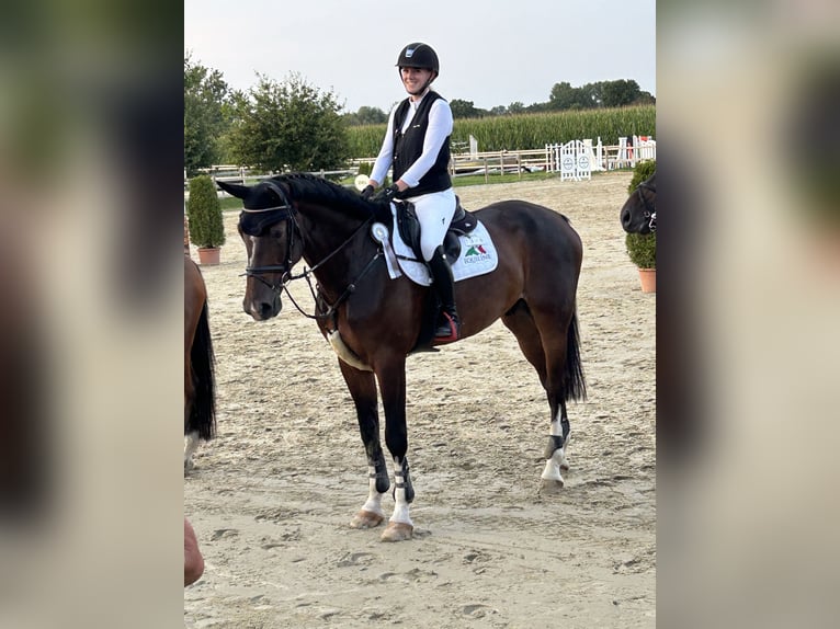 Westfaal Ruin 7 Jaar 185 cm Bruin in Münster