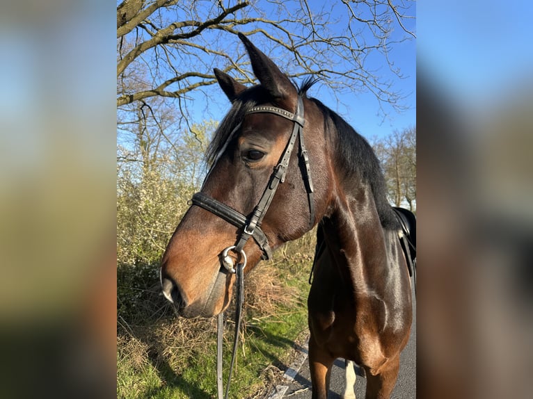 Westfaal Ruin 7 Jaar 185 cm Bruin in Münster
