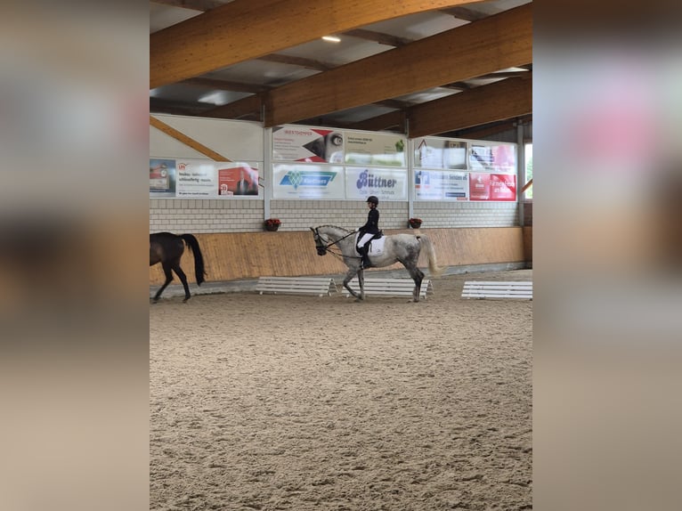 Westfaal Ruin 8 Jaar 164 cm Appelschimmel in Senden