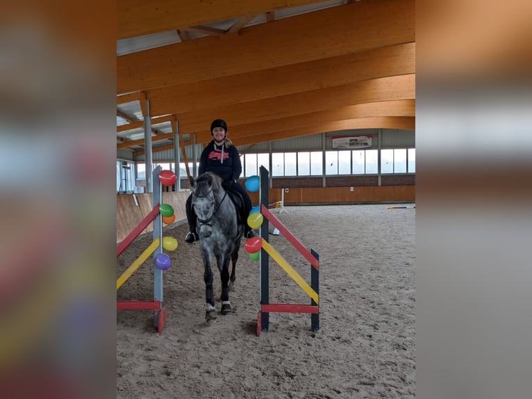 Westfaal Ruin 8 Jaar 164 cm Appelschimmel in Senden