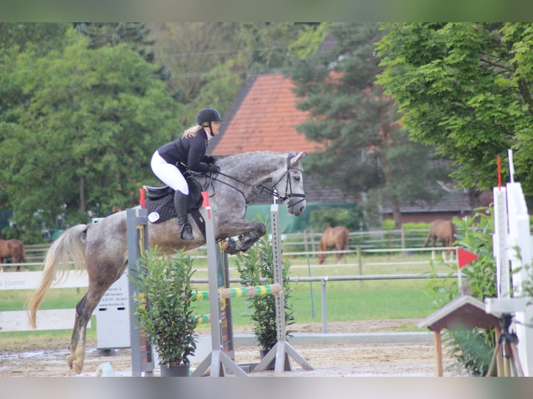 Westfaal Ruin 8 Jaar 164 cm Appelschimmel in Senden