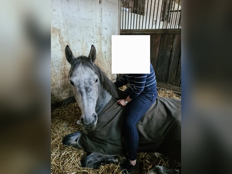 Westfaal Ruin 8 Jaar 164 cm Appelschimmel in Senden