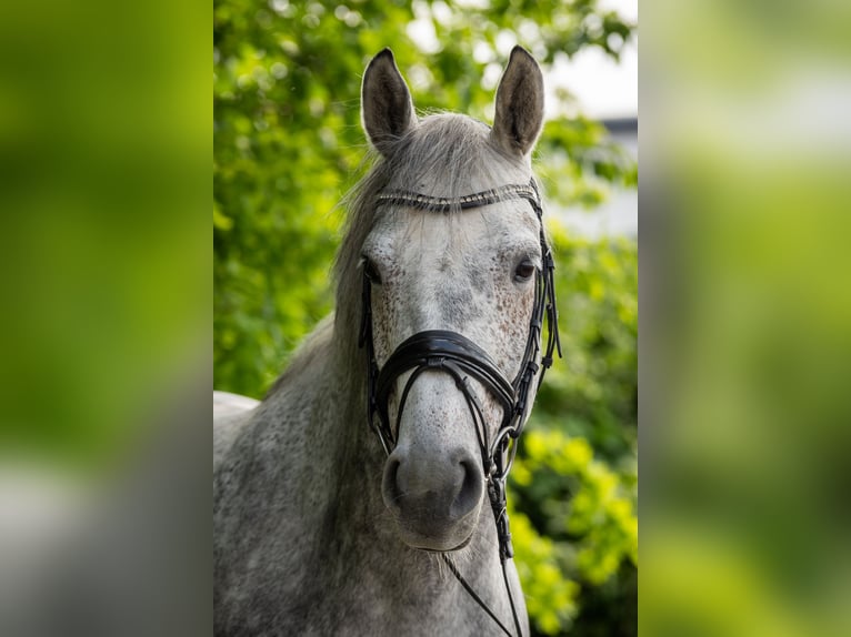 Westfaal Ruin 8 Jaar 164 cm Appelschimmel in Senden