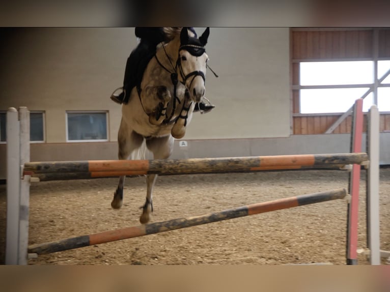 Westfaal Ruin 8 Jaar 165 cm Schimmel in Aldrans