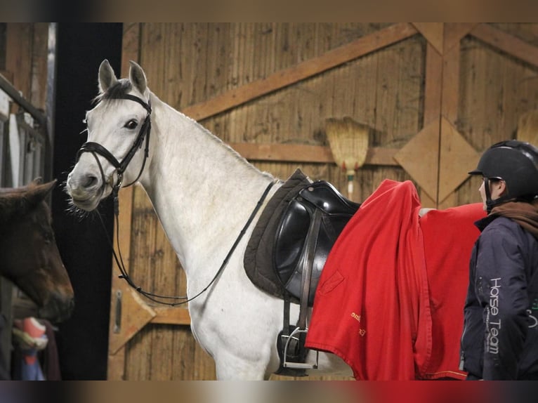 Westfaal Mix Ruin 8 Jaar 166 cm Schimmel in Mornant