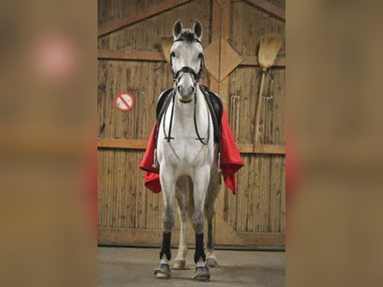 Westfaal Mix Ruin 8 Jaar 166 cm Schimmel in Mornant