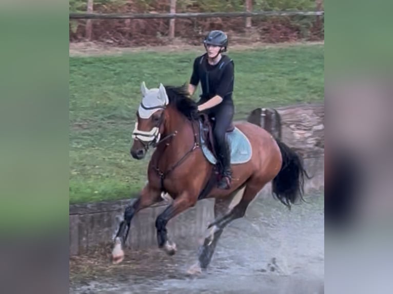 Westfaal Ruin 8 Jaar 167 cm Bruin in Iserlohn Westfaal Ruin 8 Jaar 167 cm Bruin in Iserlohn