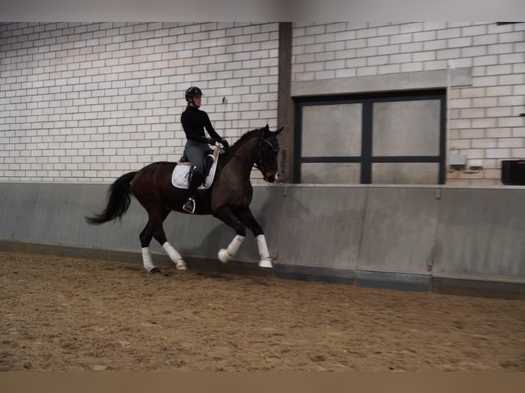 Westfaal Ruin 8 Jaar 167 cm Donkerbruin in Langen