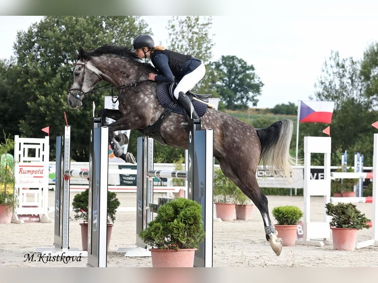 Westfaal Ruin 8 Jaar 168 cm Schimmel in Hunčice