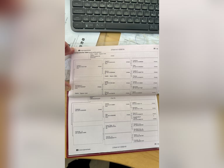 Westfaal Ruin 8 Jaar 168 cm Schimmel in Hunčice