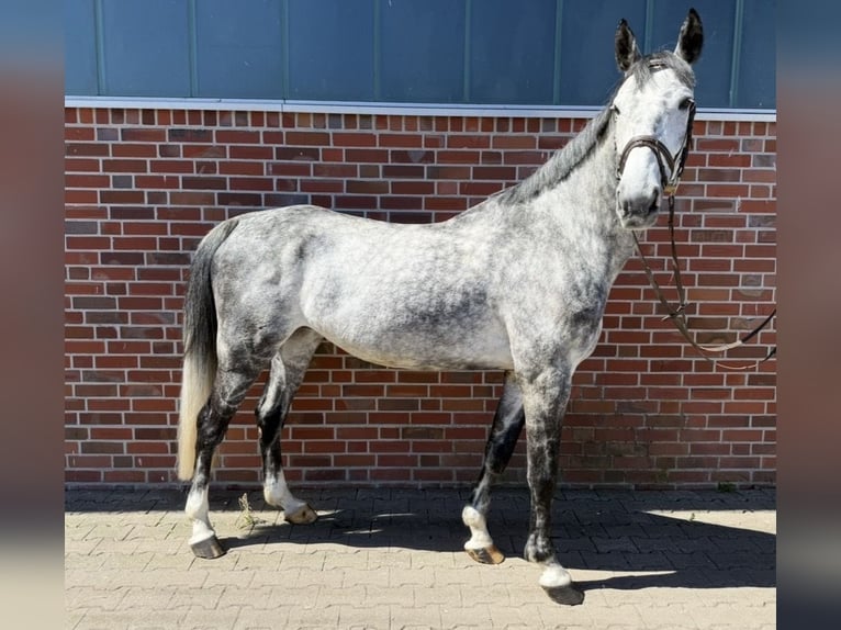 Westfaal Ruin 8 Jaar 169 cm Appelschimmel in Nordwalde