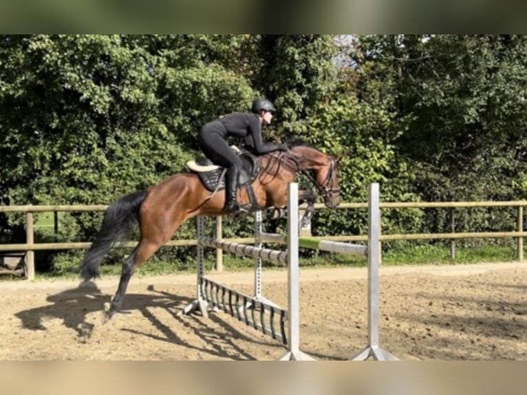 Westfaal Ruin 8 Jaar 169 cm Bruin in M&#xFC;nster