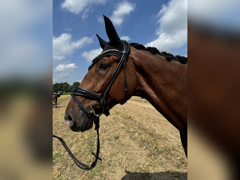 Westfaal Ruin 8 Jaar 169 cm Bruin in Haltern am See