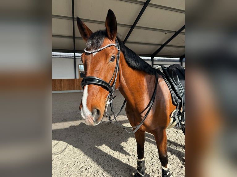 Westfaal Ruin 8 Jaar 169 cm Bruin in Haltern am See