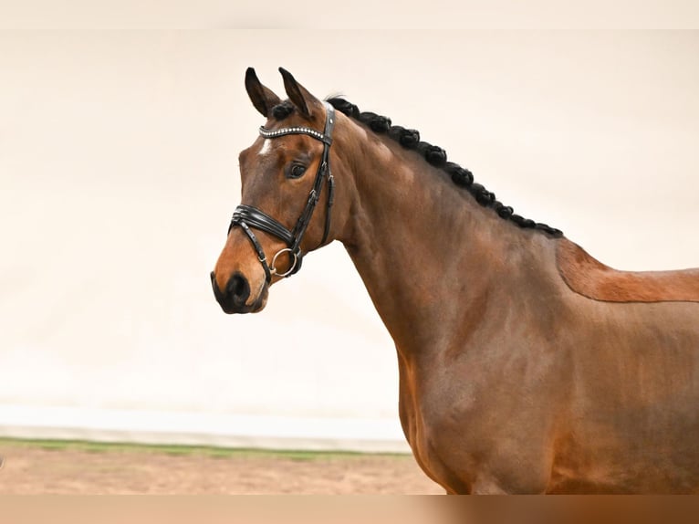 Westfaal Ruin 8 Jaar 171 cm Bruin in Saerbeck
