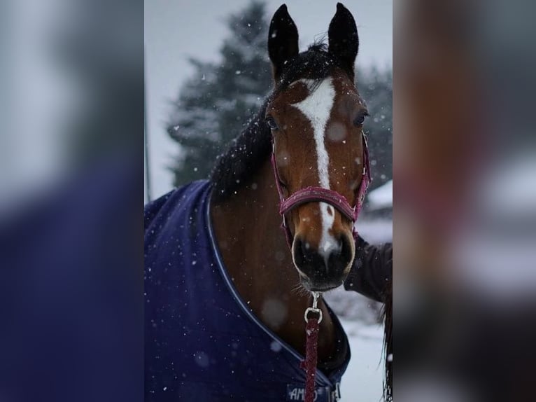 Westfaal Ruin 8 Jaar 171 cm Bruin in Siegersdorf
