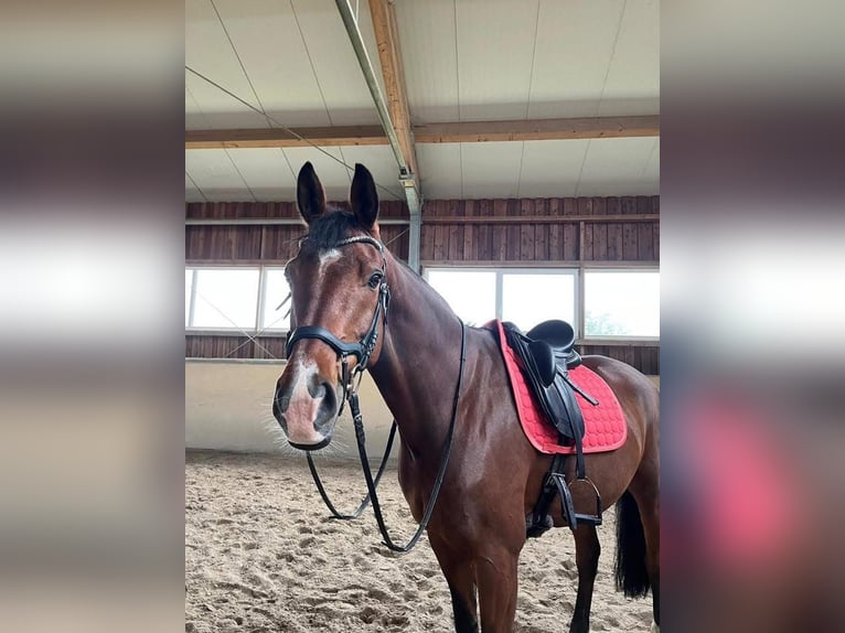 Westfaal Ruin 8 Jaar 172 cm Bruin in Passau