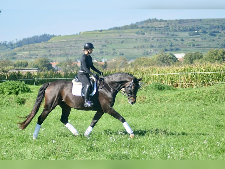 Westfaal Ruin 8 Jaar 174 cm Bruin in Freiburg im Breisgau