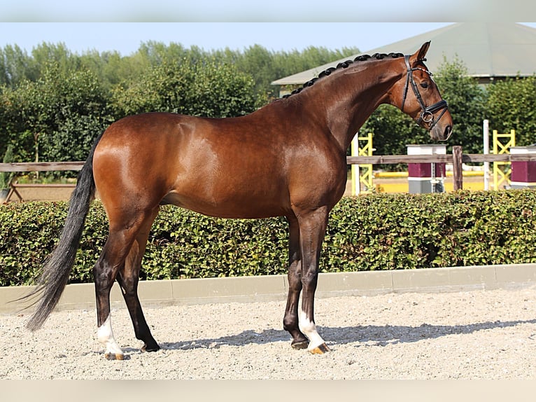 Westfaal Ruin 8 Jaar 174 cm in Willich