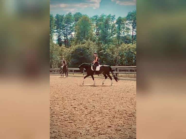 Westfaal Ruin 8 Jaar 174 cm Zwartbruin in Ehra-Lessien