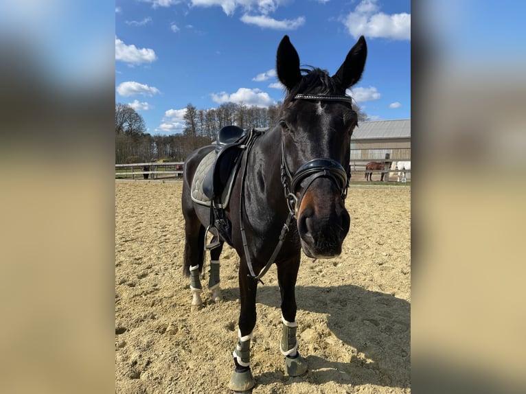 Westfaal Ruin 8 Jaar 174 cm Zwartbruin in Ehra-Lessien