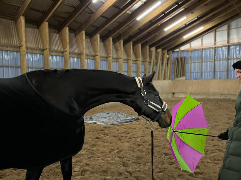 Westfaal Ruin 8 Jaar 174 cm Zwartbruin in Ehra-Lessien