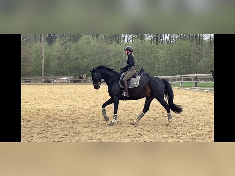 Westfaal Ruin 8 Jaar 174 cm Zwartbruin in Ehra-Lessien