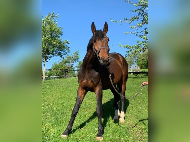 Westfaal Ruin 8 Jaar 175 cm Donkerbruin in Bonaduz