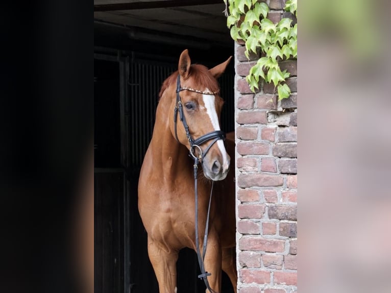 Westfaal Ruin 8 Jaar 175 cm Vos in Willich
