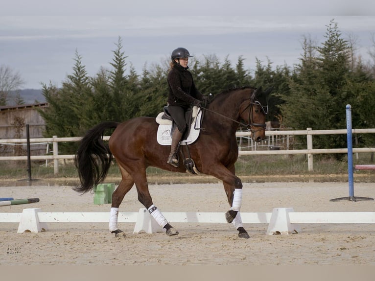 Westfaal Ruin 8 Jaar 176 cm Bruin in sardieu