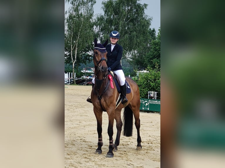 Westfaal Ruin 8 Jaar 176 cm Donkerbruin in Senden