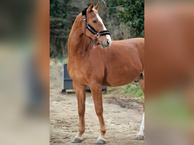 Westfaal Ruin 9 Jaar 167 cm Vos in Babenhausen