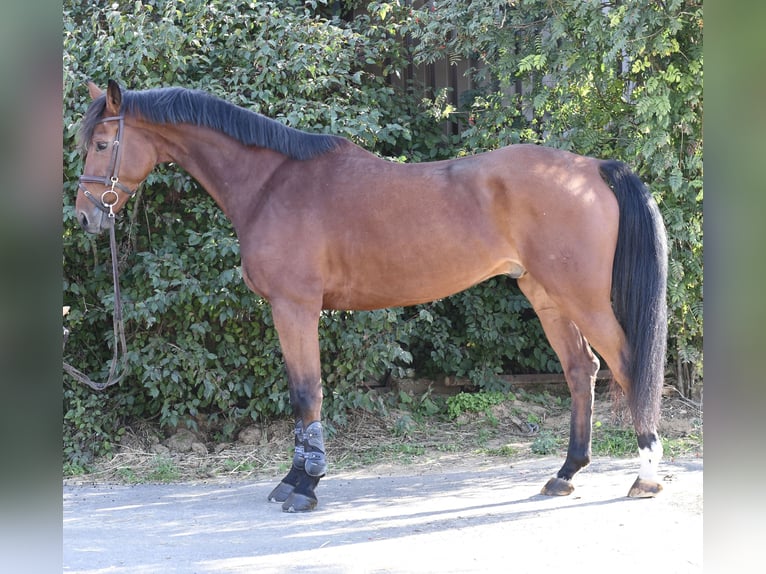 Westfaal Ruin 9 Jaar 168 cm Bruin in Geilenkirchen