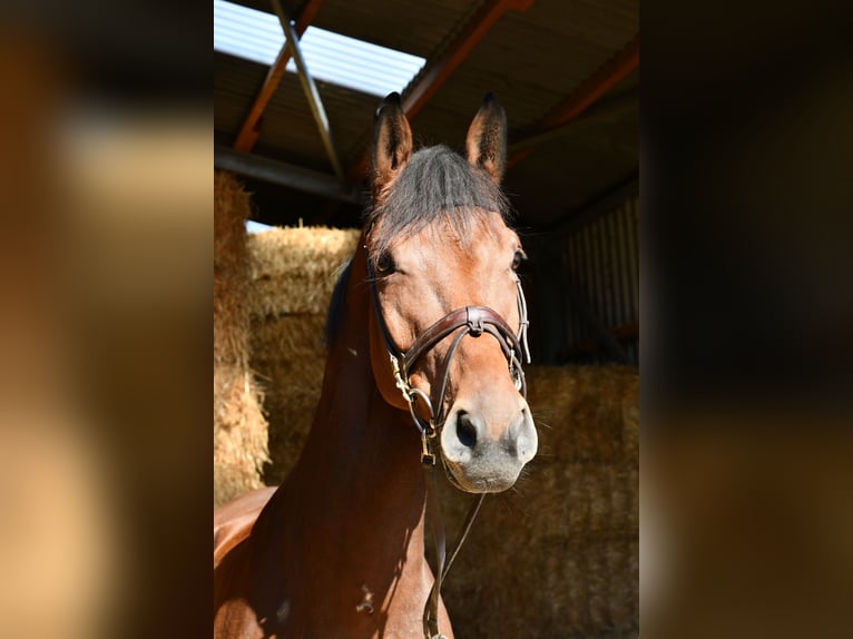 Westfaal Ruin 9 Jaar 168 cm Bruin in Geilenkirchen