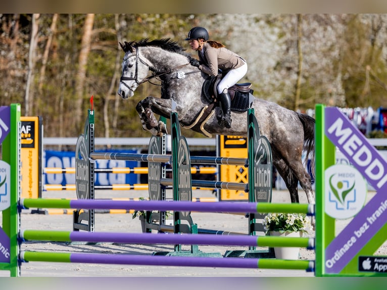 Westfaal Ruin 9 Jaar 168 cm Schimmel in Ústí nad Labem