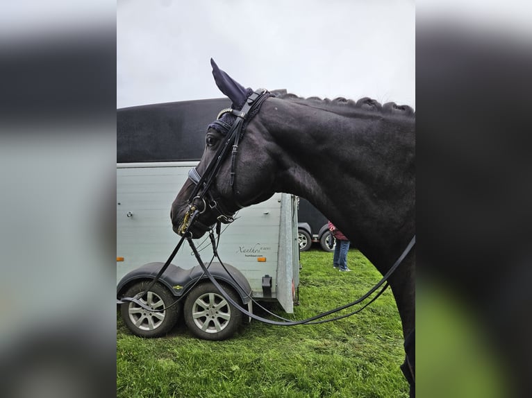 Westfaal Ruin 9 Jaar 169 cm Donkerbruin in Coesfeld