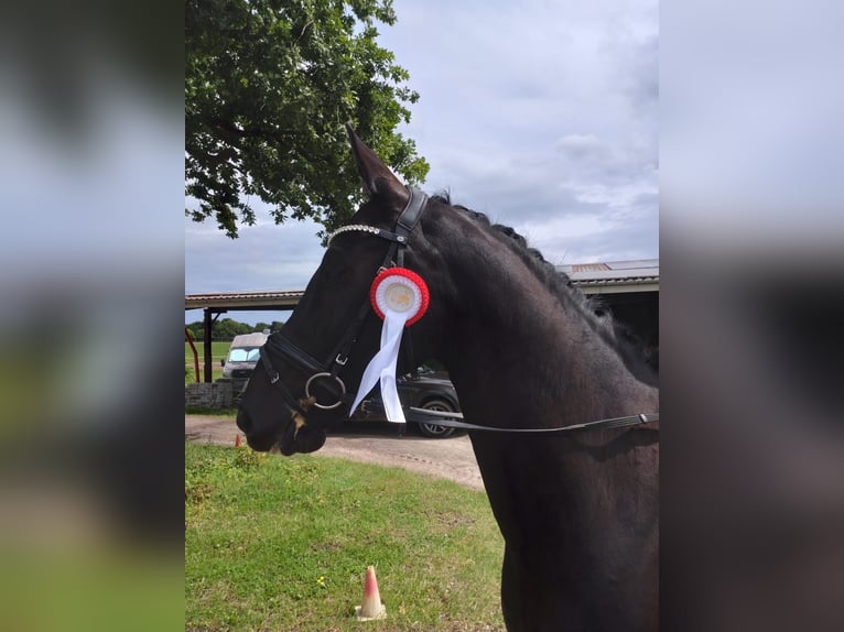 Westfaal Ruin 9 Jaar 169 cm Zwartbruin in L&#xFC;beck