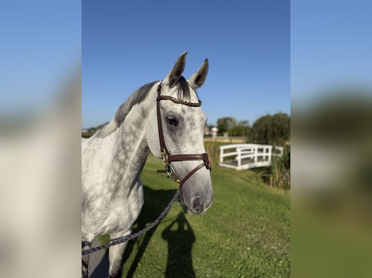 Westfaal Ruin 9 Jaar 170 cm Appelschimmel in Horstmar