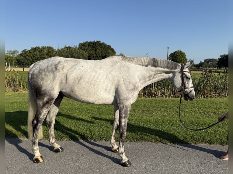 Westfaal Ruin 9 Jaar 170 cm Appelschimmel in Horstmar