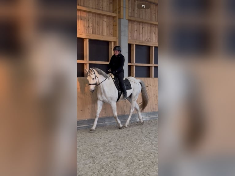 Westfaal Ruin 9 Jaar 173 cm Schimmel in Kalletal