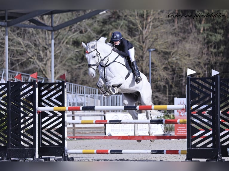Westfaal Ruin 9 Jaar 174 cm Schimmel in Braunschweig