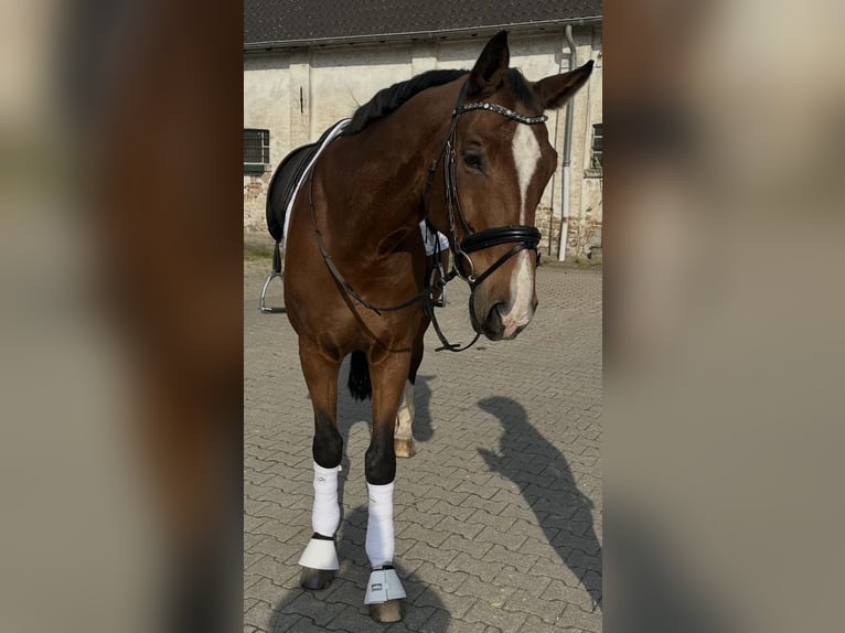 Westfaal Ruin 9 Jaar 175 cm Bruin in Mülheim