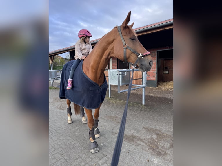 Westfaal Ruin 9 Jaar 176 cm Vos in Bad Soden am Taunus