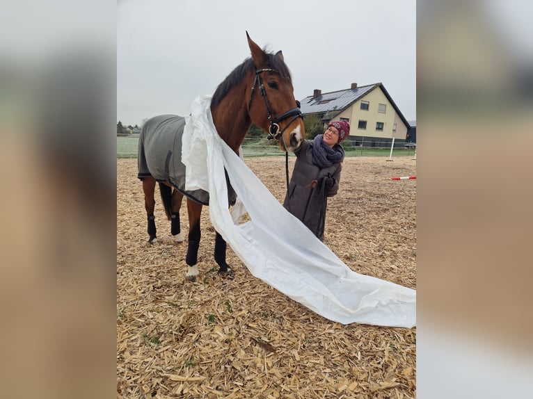 Westfaal Ruin 9 Jaar 178 cm Bruin in Mühlhausen